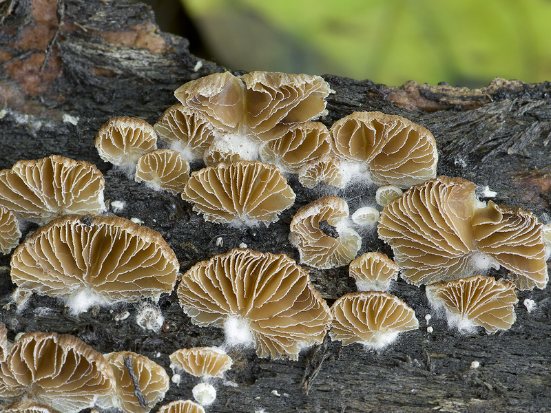 Crepidotus malachioides